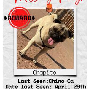 Image of Chapito, Lost Dog