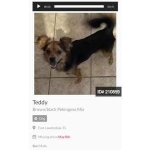 Lost Dog Teddy