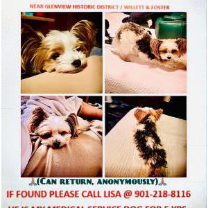 Lost Dog Nelson