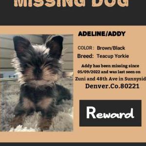 Lost Dog Adeline
