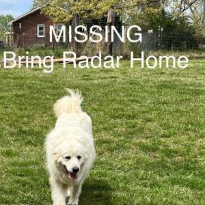Lost Dog Radar