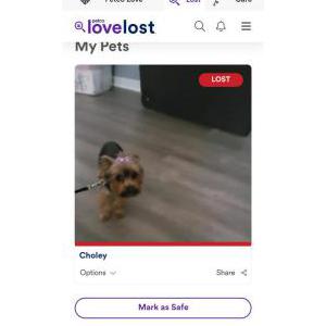 Lost Dog Choley Jackson