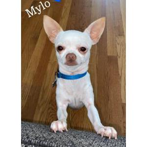 Lost Dog Mylo