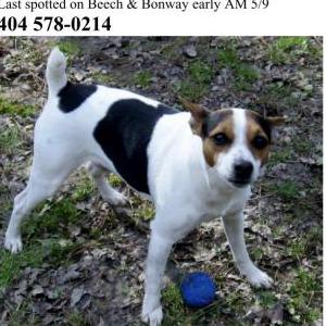 Lost Dog Scamper