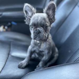 Lost Dog Hekate