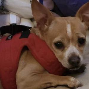 2nd Image of Max, Lost Dog