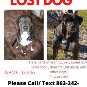Lost Dog Goldo