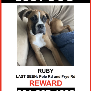 Lost Dog Ruby
