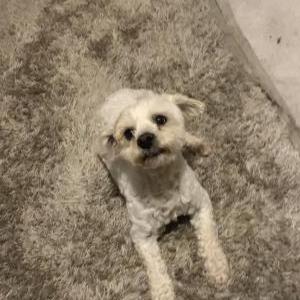 Lost Dog Charlie