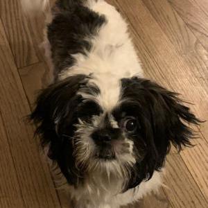 Lost Dog Oreo