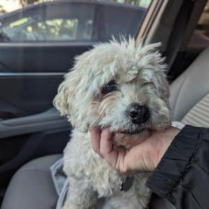 Found Dog Scruffy