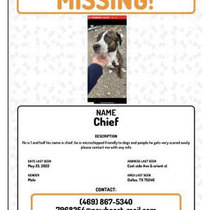 Lost Dog Chief