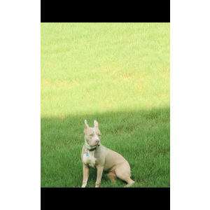 Lost Dog Nova