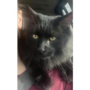 Lost Cat Two
