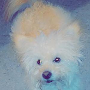 Lost Dog Snowy