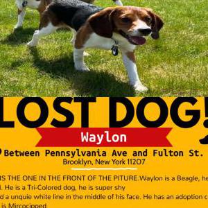Lost Dog Waylon