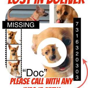 Lost Dog Doc