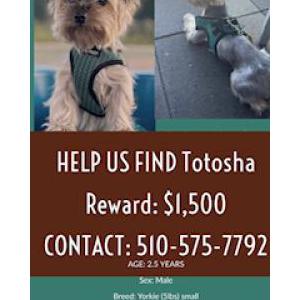 Lost Dog Totosha