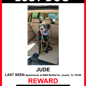 Lost Dog Jude