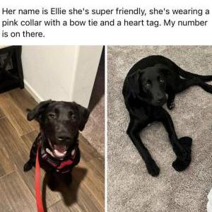 Lost Dog Ellie