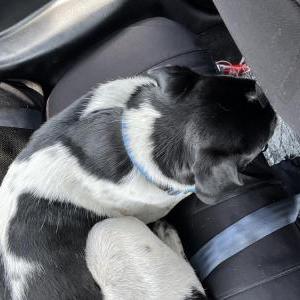 Lost Dog Gunner