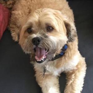 Lost Dog Teddy