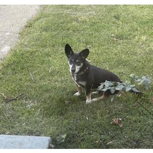 Found Dog Unknown