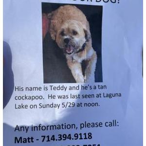 Lost Dog Teddy