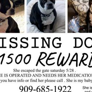 Lost Dog Orca