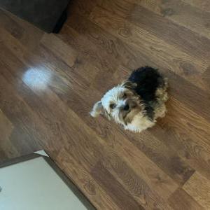 Lost Dog Honey