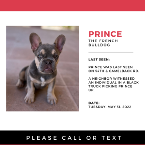 Lost Dog Prince