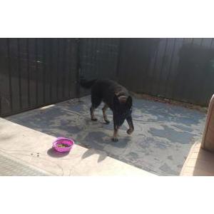Found Dog Unknown