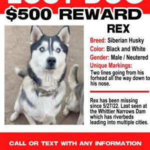 Lost Dog REX