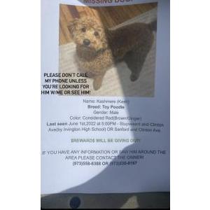 Lost Dog Kashmere