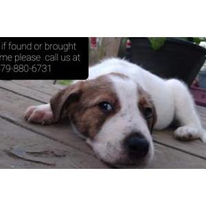 Image of Harley Quinn, Lost Dog