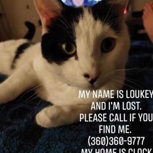 Lost Cat Loukey