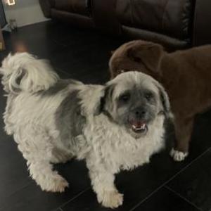 Lost Dog Lazy