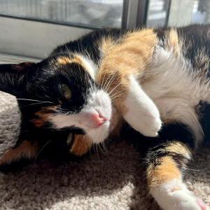 Image of Addy, Lost Cat