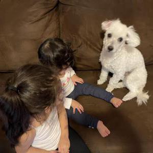 2nd Image of Biscuit, Lost Dog