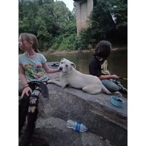 Image of Unknown, Found Dog
