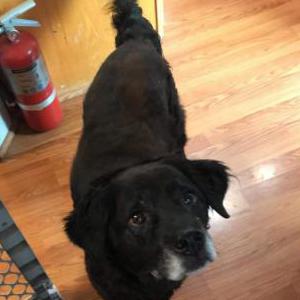 Lost Dog Pepsi