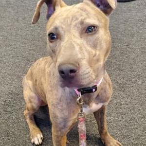 Found Dog Unknown