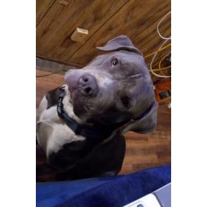 Lost Dog Blue