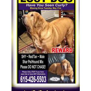 Lost Dog Curly