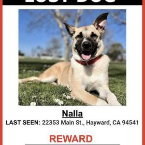 Lost Dog Nalla