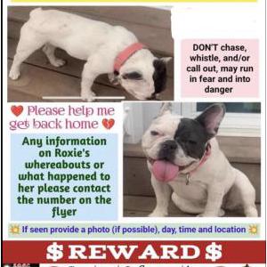 Lost Dog Roxie