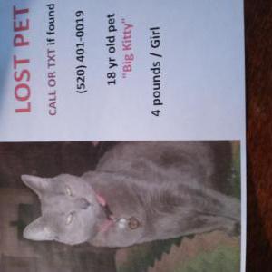 Image of Ash / Big kitty, Lost Cat