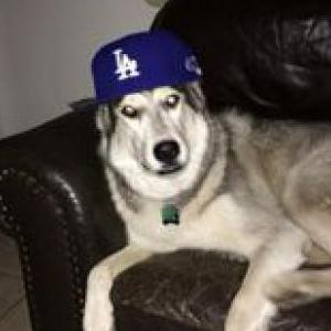 Lost Dog Koufax
