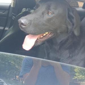 Found Dog Black Labrador
