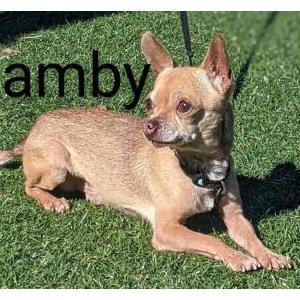 Lost Dog Bamby